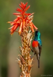 Sunbird within flower, South-Africa